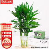 沭之美观音竹室内盆栽办公室绿植水培植物四季常青好养竹源头直发