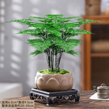 花行榜文竹盆栽绿植物室内客厅中式禅意盆景办公室摆件高端花卉源头直发