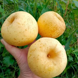 沂小果山东苹果又脆又甜的苹果正宗黄金维纳斯苹果纯甜苹果 维纳斯中果4.5斤（10-12个）