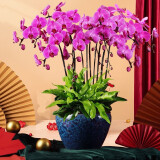 绿韵花田【两小时达】蝴蝶兰盆栽带花苞花剑花盆真花送妈妈女友端午节礼物 9株紫色（瓷盆随机）