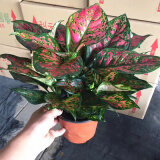 春花妙意红如意皇后红叶万年青皇后创意盆栽花卉植物 红如意一盆4棵30cm高 不含盆