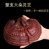 正宗长白山深山野生黑灵芝整枝紫灵芝深山灵芝紫黑灵芝泡茶泡酒 整枝 精选灵芝100克