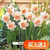 欧悟重瓣带芽水仙花种球盆栽 百合花种球郁金香水养绿植花卉室内盆栽 A款重瓣水仙花球4个+花盆+营养液