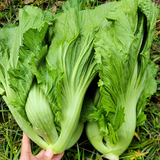 柏馋【现货】新鲜芥菜 大叶青菜 大苦菜可做酸菜 当季蔬菜 3斤净重新鲜采摘