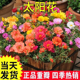 萌蕴（MengYun）太阳花种子七彩重瓣混色四季开花种孑春季室内外阳台盆栽花种籽子 重瓣太阳花种子50g+肥