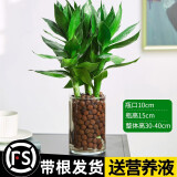 绿有意观音竹富贵竹水培植物带根花卉绿植绿萝室内盆栽转运竹子水养好养 观音竹3棵（圆缸+陶粒）+营养液