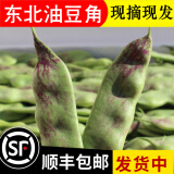 （顺丰速发）新鲜东北油豆角蔬菜 农家九月青一点红 开锅烂豆角 5斤（优选）