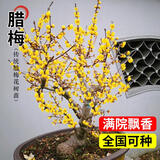 花翁红梅老桩树苗盆栽腊梅盆景花卉室内外庭院耐寒冬季绿植物源头直发