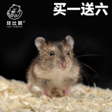 仓鼠布丁银狐小活体侏儒金丝熊物亲人脱敏一公一母次日达紫仓三线 三线 弟弟