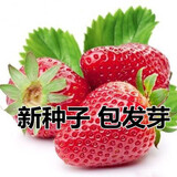 丹东99大草莓种籽四季花种籽子草莓苗种植蔬菜种孑花卉种子 草莓200粒 常规