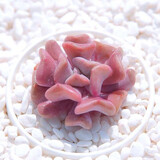 迎虞花苑 精品多肉植物办公室桃花源自由女神雪精灵迷你植物盆栽 雪精灵6厘米盆