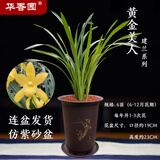 华香园兰花【黄金美人】四季建兰黄花浓幽香办公室内盆栽鲜花耐阴绿植 黄金美人6苗带盆栽好(棕色盆)不带花