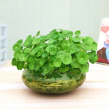萌肉居铜钱草招财水培植物桌面盆栽室内绿植铜钱草草根+备用盆源头直发