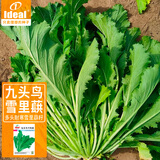 ldeal理想农业 雪里蕻种子雪菜籽盆栽雪里红大叶九头鸟种子咸菜排菜籽