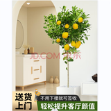 叹为观止大型盆栽金钱榕百合竹金钱树发财树清香木办公室内落地款中型植物 柠檬树（1.5-1.7米） 含盆