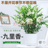 叹为观止18种吊兰任你选金边吊兰各种盆栽花卉客厅垂吊桌面植物净化空气 特级大号九里香【陶瓷盆】 含盆