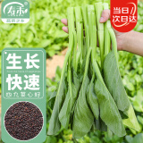 寿禾 四九菜心种子甜菜心四季种植蔬菜种籽 潍丰广东四九菜心种子25g