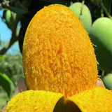 攀枝花自家椰香芒果新鲜10斤带箱树上当天摘自带奶香味桂七芒 10斤【精选大果】彩箱