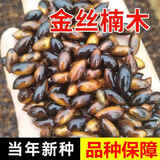 正宗金丝楠木树种子四川小叶桢楠细叶金丝楠木大叶紫楠香楠种子 金丝楠木种子 【20粒】+肥