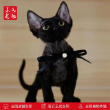 涴喵 苏氏德文卷毛猫幼猫宠物猫咪活体短毛猫纯种聪明不掉毛国王猫 宠物级 【纯黑德文猫】