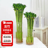 花翁富贵竹水培绿植招财转运室内客厅水养花卉盆栽植物文昌竹源头直发