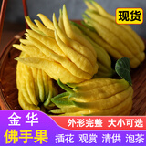 辰实【现摘黄果】佛手柑 金华香橼果 佛手果新鲜特产佛手鲜果供佛 2斤黄果【中果约4-6个】丨推荐