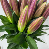 云南昆明基地直发新鲜香水百合家庭插花办公室用花供佛用花 爆款罗宾2头10支20朵送保鲜剂