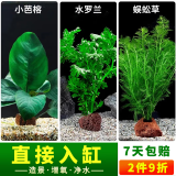 疯狂水草（FKSC）真水草鱼缸造景套餐净化水质懒人鱼缸水草植物直接入缸蜈蚣草 【火山石】水草组合四3棵