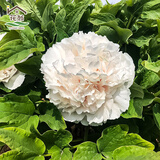 花翁牡丹花苗盆栽洛阳正宗对版花卉绿植 白雪塔（6-8分叉）源头直发