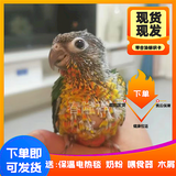 豪蚨小太阳鹦鹉雏鸟现货现发健康包活宠物学舌小太阳和尚鹦鹉活体虎皮 黄边半毛雏鸟1只