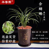 华香园余蝴蝶花卉兰花春兰带花苞办公室内盆栽花卉盆栽盆景耐阴绿植 余蝴蝶6苗带盆(棕色盆)不带花苞