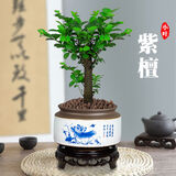 想开小叶紫檀盆景树桩植物老桩盆栽客厅桌面室内绿植好养树苗四季常青 单杆小叶紫檀+国粹青花484+底座 带盆栽好