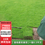 欧芽草皮带土真草坪别墅庭院绿化四季青马尼拉草玉龙草免修剪 【果岭草】柔软美观  5平方 10cm以下