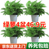 双盟绿萝盆栽除甲醛花卉绿植办公室新房净化空气180白横纹4盆源头直发