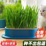 茨格曼【6袋装】猫草种子 猫草盆栽套装组合猫咪零食洁牙美毛水培猫草 猫草盒套装 靛蓝粉色【种子6袋】