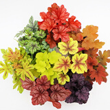 矾根植物盆栽大苗组合套餐室内耐寒四季庭院阳台观叶小苗花卉绿植 5色套装随机 含盆