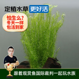 云峰海瑞水草活体懒人草鱼缸造景活体水草套餐鱼缸水草有茎类中后景真水草 绿松尾（10只一组）