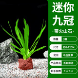 疯狂水草小九冠草水生植物养鱼水草鱼缸植物鱼缸装饰火山石*3源头直发包邮