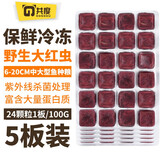 共度（Gong Du）冷冻红虫丰年虾赤虫冰冻卤幼牛心汉堡珍珠虾观赏鱼小型鱼鱼食饲料 大红虫5板（120颗粒）