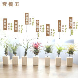 叹为观止空气凤梨鲁布拉无土植物桌面绿植盆栽办公室内花卉 套餐五 含盆