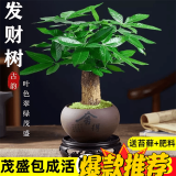 叹为观止18种吊兰任你选金边吊兰各种盆栽花卉客厅垂吊桌面植物净化空气 单杆发财树【紫砂盆+复古底座】 含盆