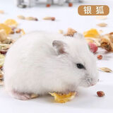 宠以沫家养小仓鼠活物已打疫苗运输包活金丝熊活体长毛熊宿舍小宠物沙鼠 银狐