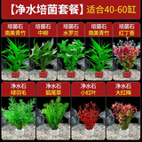 疯狂水草（FKSC）真水草鱼缸造景套餐净化水质懒人鱼缸水草植物直接入缸蜈蚣草 【净水石】净水培菌组合适合40-60缸
