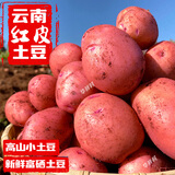 华鲜村 2025云南红皮土豆新鲜本地马铃薯黄心大洋芋富硒小土豆批发蔬菜6 特大果9斤【比拳头大】
