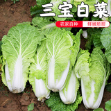 密水农家新鲜自种三宝白菜 500g 新鲜时令蔬菜 小颗白菜 绿叶类蔬菜