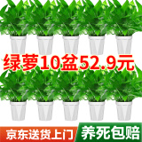 双盟绿萝盆栽除甲醛花卉绿植办公室新房净化空气120菱型10盆源头直发