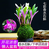 艾莹七彩香水石斛兰花四季开花好养绿植浓香型石斛室内植物花卉盆栽 12-15苗七彩石斛当年开花 苔藓球配底托