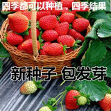 丹东99大草莓种籽四季花种籽子草莓苗种植蔬菜种孑花卉种子 四季草莓200粒 常规