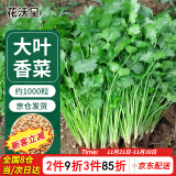 花沃里 四季大叶香菜种子10g约1000粒 蔬菜种子秋冬季菜籽绿叶菜速成菜