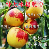 冰糖脆枣树苗沾化冬枣树苗特大枣苗冰糖枣果树苗耐寒南北方种植 6年枣树苗当年结果多